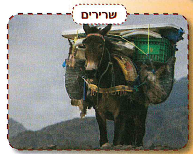 (בספר איור:)